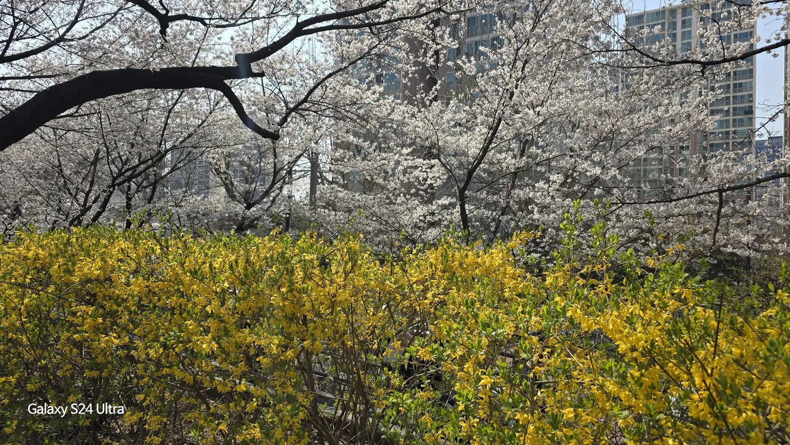만개한 벚꽃과 개나리